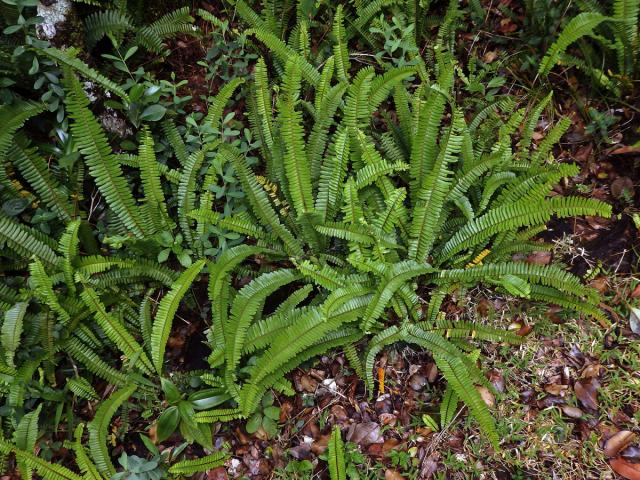 Nephrolepis cordifolia (L.) C. Presl