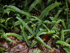 Nephrolepis cordifolia (L.) C. Presl