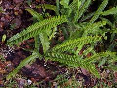 Nephrolepis cordifolia (L.) C. Presl