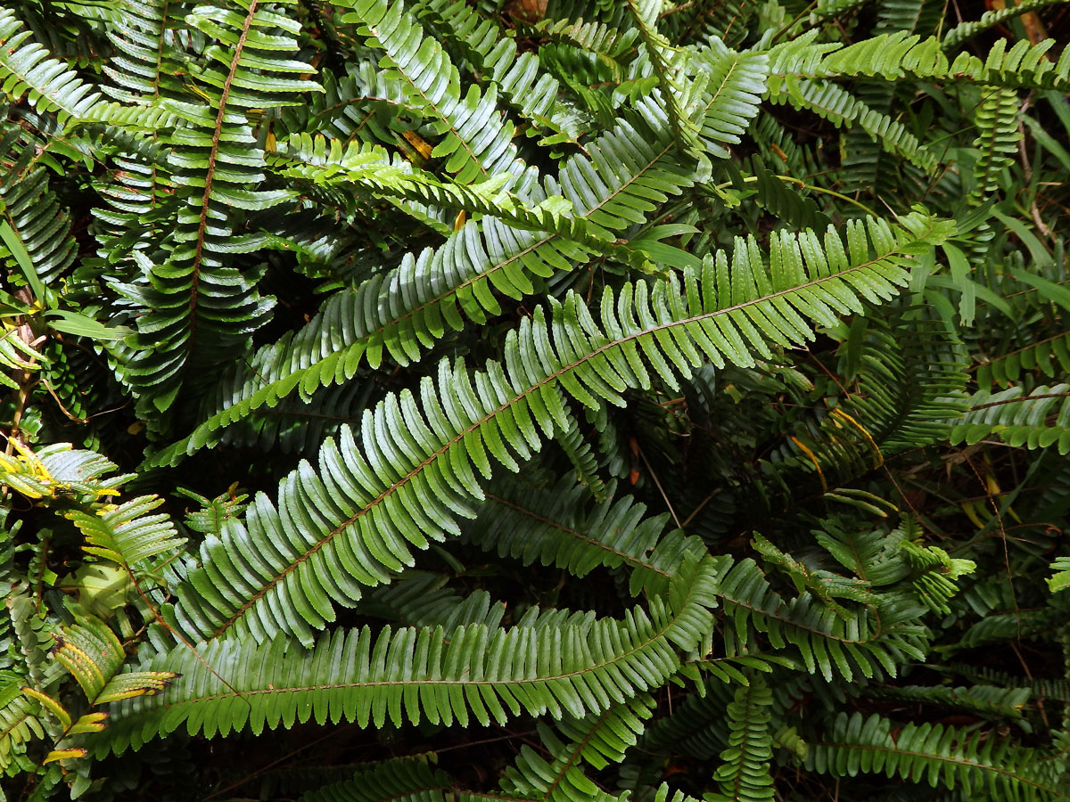 Nephrolepis cordifolia (L.) C. Presl