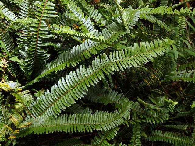 Nephrolepis cordifolia (L.) C. Presl