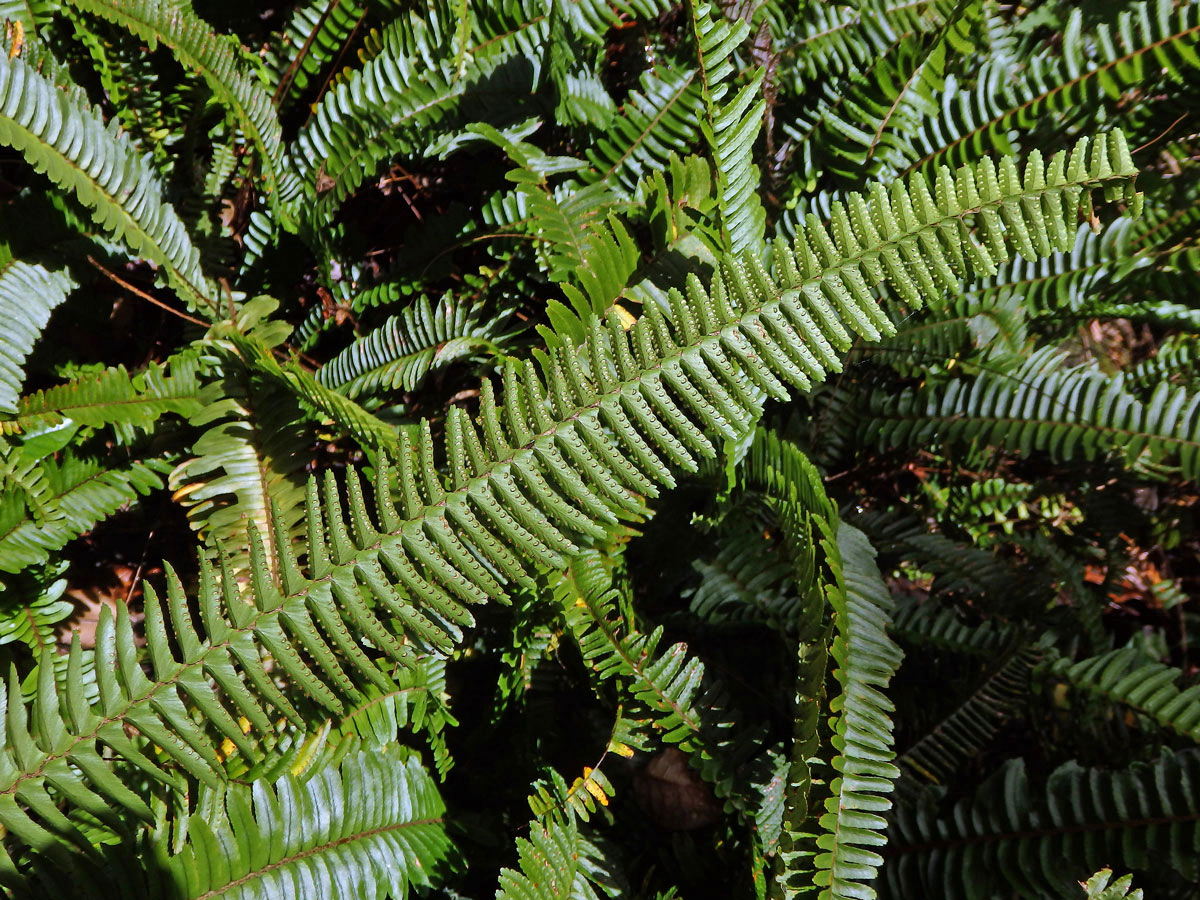 Nephrolepis cordifolia (L.) C. Presl