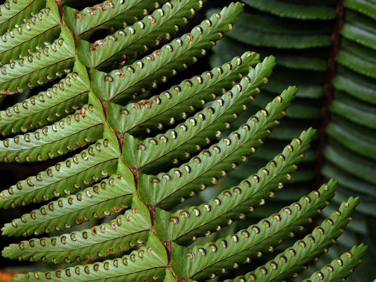 Nephrolepis cordifolia (L.) C. Presl