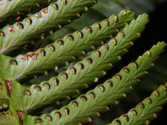 Nephrolepis cordifolia (L.) C. Presl