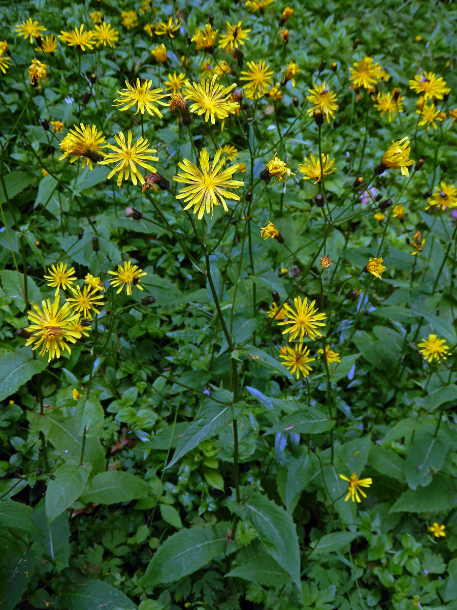 Škarda bahenní (Crepis paludosa (L.) Moench)