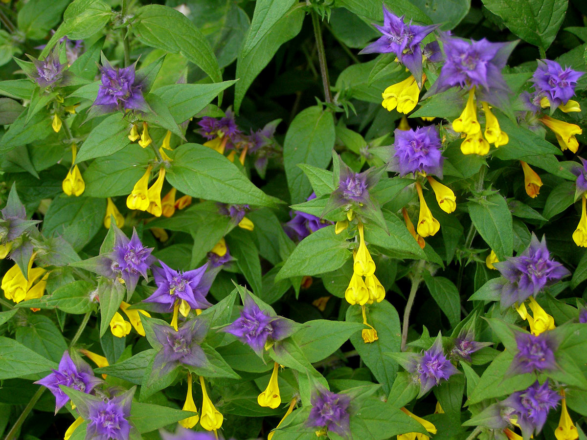 Černýš hajní (Melampyrum nemorosum L.)