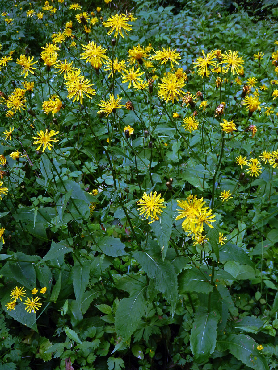 Škarda bahenní (Crepis paludosa (L.) Moench)