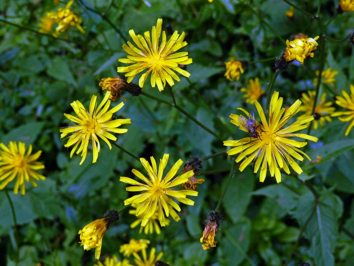 Škarda bahenní (Crepis paludosa (L.) Moench)