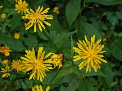 Škarda bahenní (Crepis paludosa (L.) Moench)