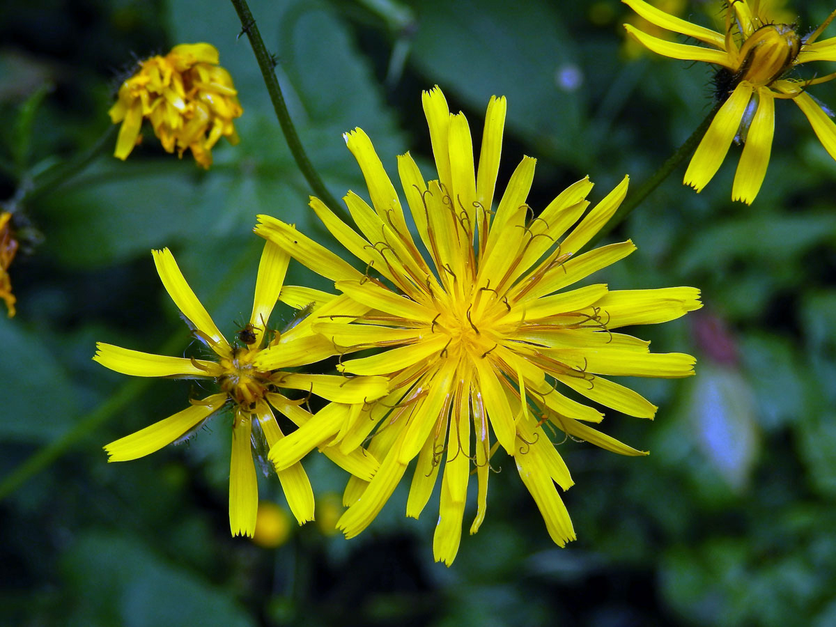 Škarda bahenní (Crepis paludosa (L.) Moench)