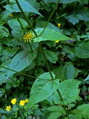 Škarda bahenní (Crepis paludosa (L.) Moench)