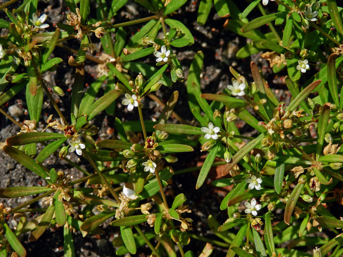 Mollugo verticillata L.