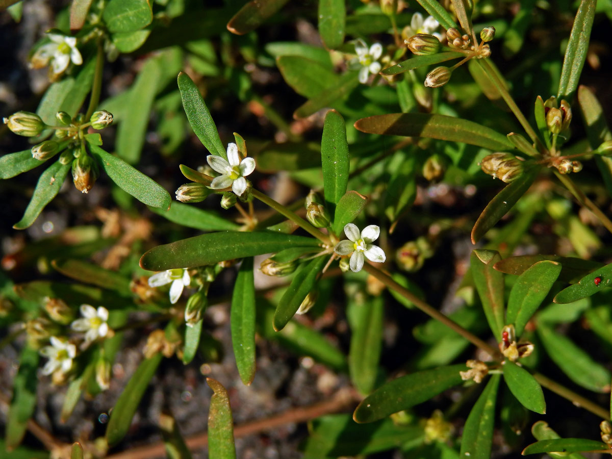 Mollugo verticillata L.