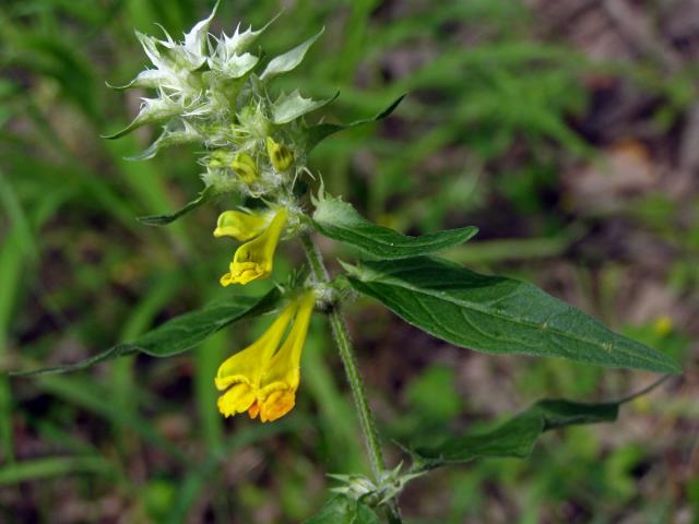 Černýš hajní (Melampyrum nemorosum L.)