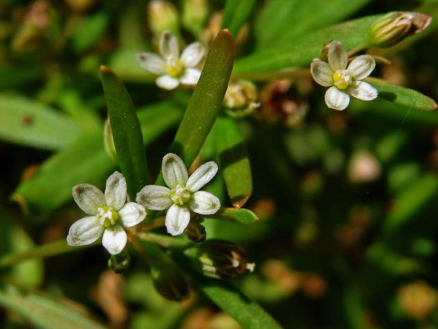 Mollugo verticillata L.