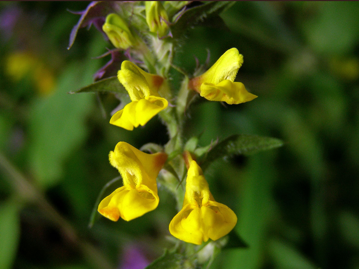 Černýš hajní (Melampyrum nemorosum L.)