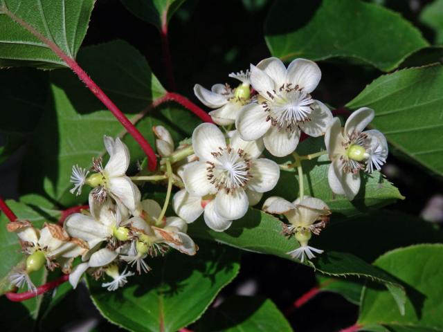 Aktinidie význačná (Actinidia arguta (Siebold & Zuccarini) Planch. ex Miq.)