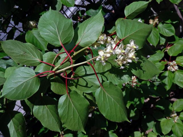 Aktinidie význačná (Actinidia arguta (Siebold & Zuccarini) Planch. ex Miq.)