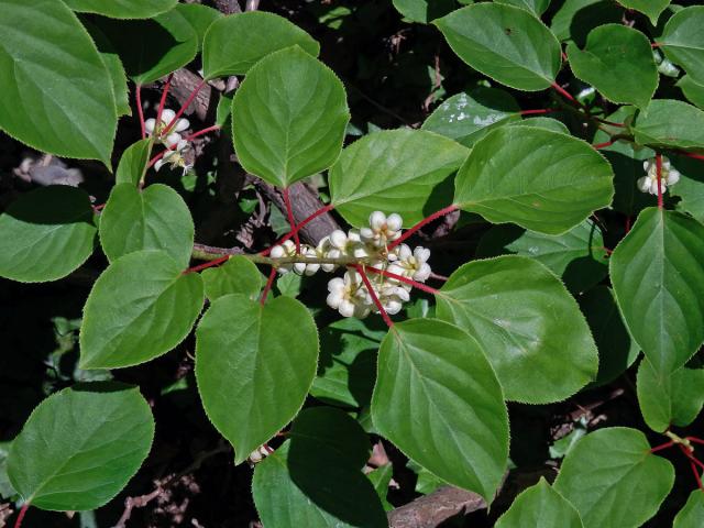 Aktinidie význačná (Actinidia arguta (Siebold & Zuccarini) Planch. ex Miq.)