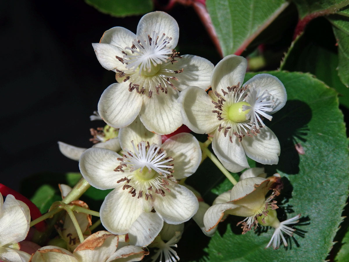 Aktinidie význačná (Actinidia arguta (Siebold & Zuccarini) Planch. ex Miq.)