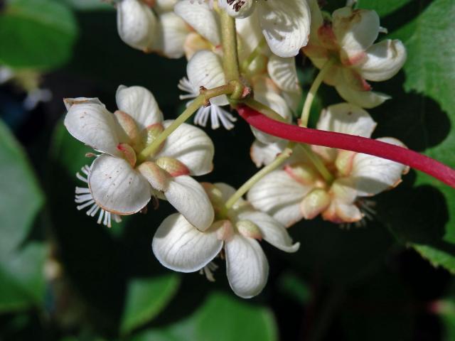 Aktinidie význačná (Actinidia arguta (Siebold & Zuccarini) Planch. ex Miq.)