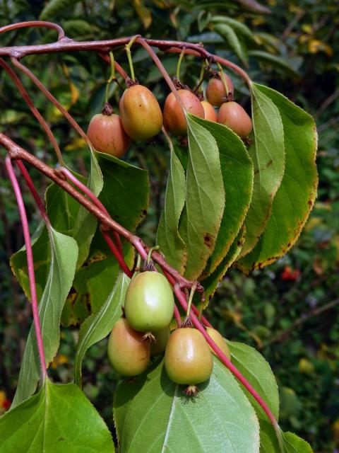 Aktinidie význačná (Actinidia arguta (Siebold & Zuccarini) Planch. ex Miq.)