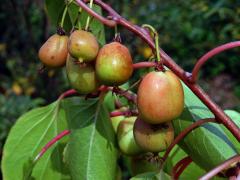 Aktinidie význačná (Actinidia arguta (Siebold & Zuccarini) Planch. ex Miq.)