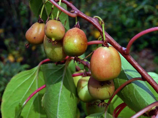 Aktinidie význačná (Actinidia arguta (Siebold & Zuccarini) Planch. ex Miq.)