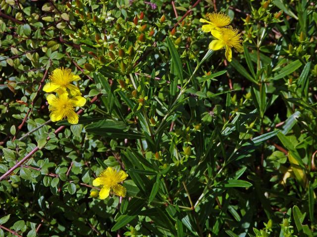 Třezalka (Hypericum kalmianum L.)