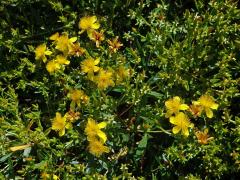 Třezalka (Hypericum kalmianum L.)