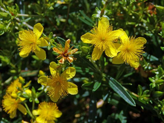 Třezalka (Hypericum kalmianum L.)