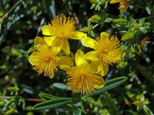 Třezalka (Hypericum kalmianum L.)