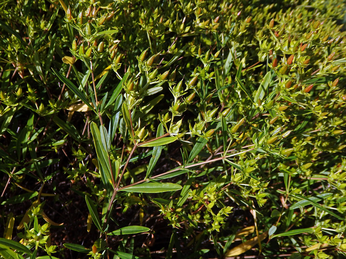 Třezalka (Hypericum kalmianum L.)