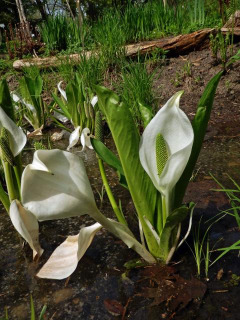 Kapsovec kamčatský (Lysichiton camtschatcensis (L.) Schott)