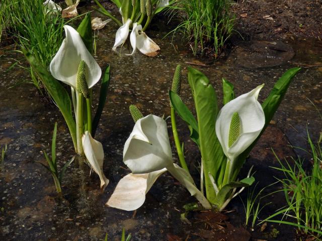 Kapsovec kamčatský (Lysichiton camtschatcensis (L.) Schott)