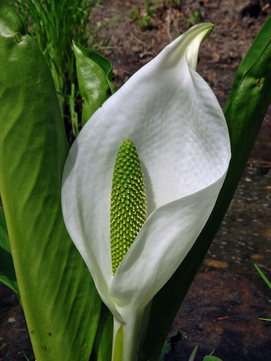 Kapsovec kamčatský (Lysichiton camtschatcensis (L.) Schott)