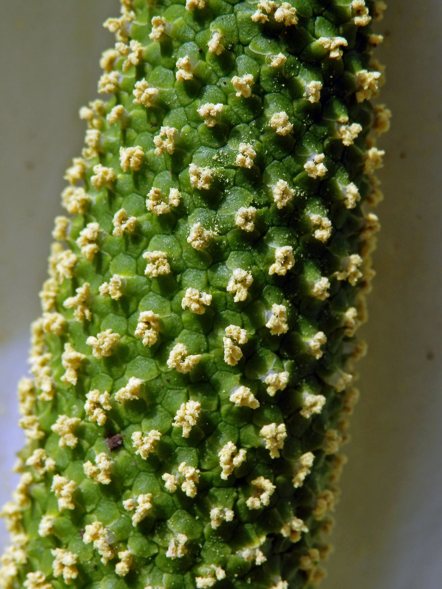 Kapsovec kamčatský (Lysichiton camtschatcensis (L.) Schott)