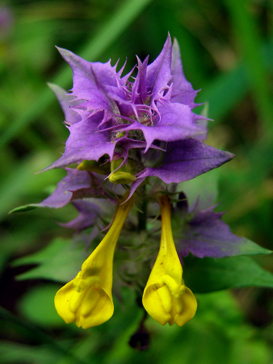 Černýš hajní (Melampyrum nemorosum L.)