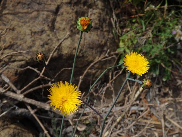 Reichardia ligulata (Vent.) G. Kunkel et Sunding