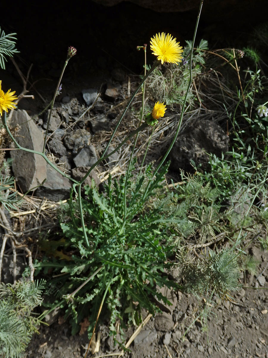 Reichardia ligulata (Vent.) G. Kunkel et Sunding