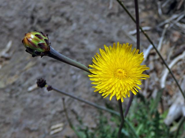 Reichardia ligulata (Vent.) G. Kunkel et Sunding