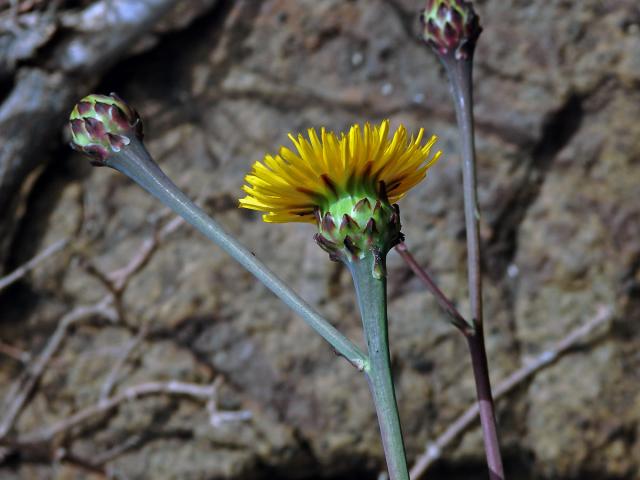 Reichardia ligulata (Vent.) G. Kunkel et Sunding