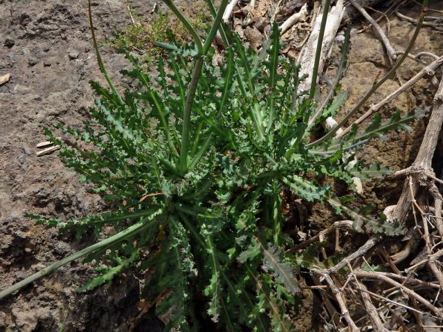 Reichardia ligulata (Vent.) G. Kunkel et Sunding