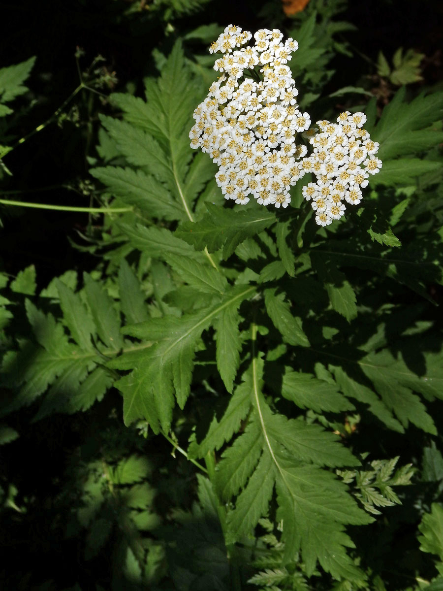 Řebříček širolistý (Achillea macrophylla L.)