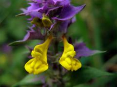 Černýš hajní (Melampyrum nemorosum L.)