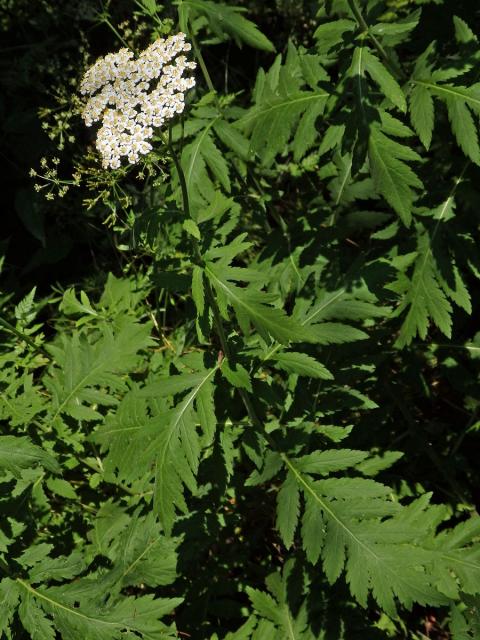 Řebříček širolistý (Achillea macrophylla L.)