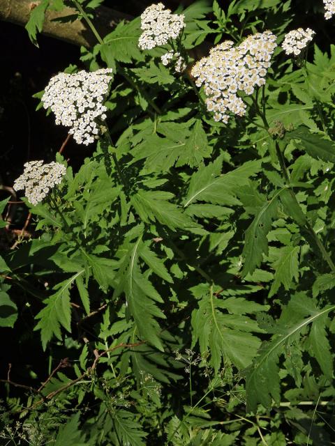 Řebříček širolistý (Achillea macrophylla L.)