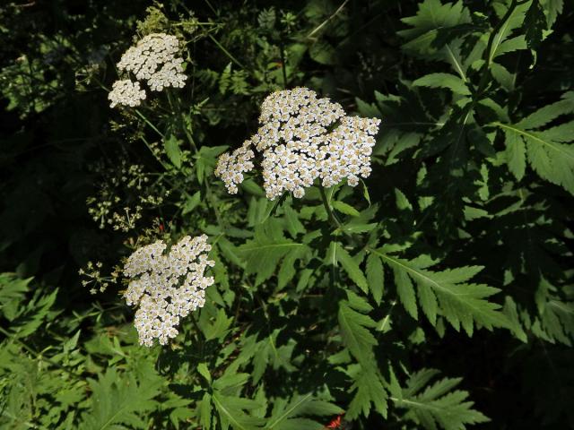 Řebříček širolistý (Achillea macrophylla L.)