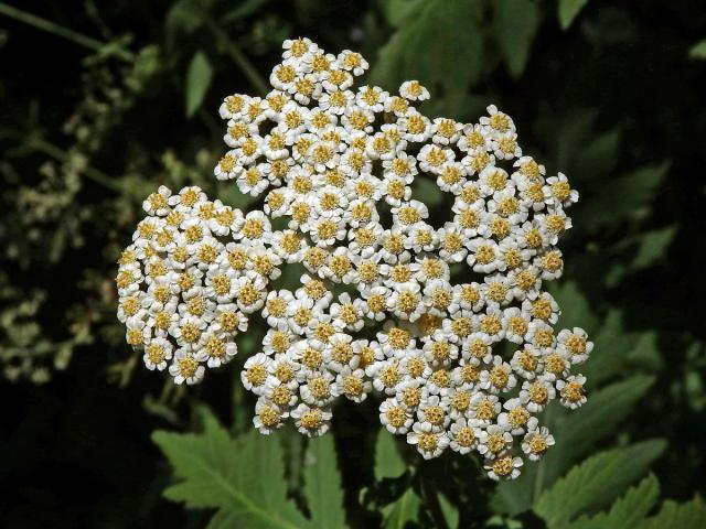 Řebříček širolistý (Achillea macrophylla L.)