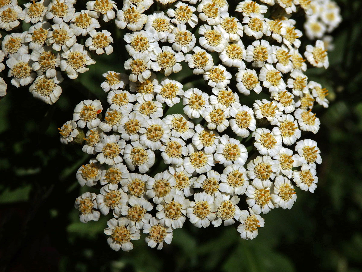 Řebříček širolistý (Achillea macrophylla L.)